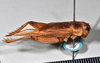 CollectionObject 1517656; 05c641a3-985a-4146-902e-6939e8ab519a: copyright Natural History Museum, London. male, lateral view (syntype of Gryllus septentrionalis). (CollectionObject).