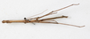 CollectionObject 1560427; bd11896f-e498-42f1-b959-c44f7049a332: copyright NMW, Vienna. male, dorsal view (syntype). (CollectionObject).;CollectionObject 1560428; e38535f2-096d-42a7-90c9-05a46b40f72a: copyright NMW, Vienna. male, dorsal view (syntype). (CollectionObject).