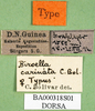 CollectionObject 1500966; 78bd7c26-6bdd-4fb7-b3ef-0f01896e2efa: labels (holotype). (CollectionObject).