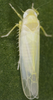 Habitus, dorsal view on Edwardsiana frustrator (Edwards, 1908): Habitus (male). (Observation).