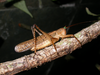 CollectionObject 1578298; 0c4ce193-a856-4a03-a665-592343d1b3e0: male, lateral view. (CollectionObject).