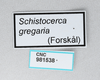 CollectionObject 2867364; f346ae01-41a3-4fc2-a28e-c25fe9f773c9, CNCI 981538: Schistocerca gregaria. (CollectionObject).