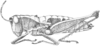 Microtylopteryx hebardi hebardi Rehn, 1905: Fig. 40 (after syntype). female habitus (body length 24, pronotum 5.2, tegmen 3.5 mm). (Otu).