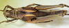 CollectionObject 1498817; d9801811-edea-4dbe-8727-8ee644bd931e: female, dorsal view. (CollectionObject).