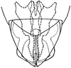 Subgenital plate: !! display not done !! on Chlorotettix iridescens DeLong, 1916: genital capsule, ventrally. (Observation).