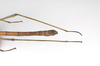 CollectionObject 1562888; 4df118e8-ac09-4368-bc8a-b182c8968340: copyright ZSMC, Munich. male: end of abdomen, dorsal view (holotype). (CollectionObject).