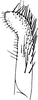 Subgenital plate: !! display not done !! on Alebroides flavifrons Matsumura, 1931: Subgenital plate (A. dinghuensis Chou & Chang, 1987). (Observation).