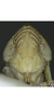 Head on Arocephalus (Ariellus) punctum (Flor, 1861): Face. (Observation).