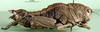 CollectionObject 1502663; 6732109a-ff25-4de1-9793-3fc7f0055ecd: female, lateral view (paratype). (CollectionObject).