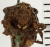 CollectionObject 1529884; NHRS 13612, 7edf66f9-675d-48ca-b267-a844c96c822c: female, frontal view (holotype). (CollectionObject).