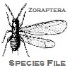 Zoraptera Species File