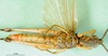 CollectionObject 1501385; 9772a2fd-9def-44a3-acd8-1c0cd6303d75: male, ventral view (holotype). (CollectionObject).