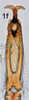 Aedeagus, ventral view on Bretega linnavuorii Stiller, 2017: Aedeagus, dorsal view. (Observation).