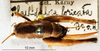 CollectionObject 1575886; 7a942671-95cc-46f3-8865-1cefc91a5e20, DORSA D026SF01: female, dorsal view. (CollectionObject).