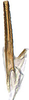 Aedeagus, ventral view: Scaphytopius acutus, aedeagus, caudally (INHS). (Observation).