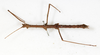 CollectionObject 1557776; db09e5e6-a031-42c2-8b75-5c488b61d0ea: copyright NMW. male, dorsal view (syntype). (CollectionObject).;CollectionObject 1557777; 022a4bd5-75b3-4878-9016-fc44d8d98d1b: copyright NMW. male, dorsal view (syntype). (CollectionObject).