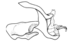 Dichromatos schrottkyi (Rehn, 1918): Fig. 9AL. endophallic plate, cingulum and aedeagal valves with sheath, lateral view. (Otu).