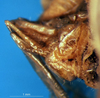 CollectionObject 1566629; c4b59670-4034-4b71-b360-f7634fd93fbc: female subgenital plate (syntype). (CollectionObject).