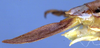 CollectionObject 1504048; 98f1fb9f-b710-4b37-abb8-83dec12e0179: male cercus (holotype). (CollectionObject).