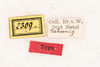 CollectionObject 1531179; 5fb7ec68-e649-4af4-9a8f-1e1c7b313b5a: male, labels (syntype). (CollectionObject).