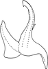 Aedeagus, lateral view on Arboridia (Arboridia) huajiangensis Jiang, Luo & Song, 2021: (Observation).