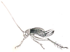 Paratrigonidium nitidum Brunner von Wattenwyl, 1893: Pl. VI, Fig. 75 b. female (body length 5.5 mm, tegmina 3.5 mm, ovipositor 2 mm). (Otu).