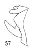 Pygofer, lateral view: (Observation).