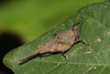 CollectionObject 1599704; 72ebb6c2-472b-4856-8ef3-2eeacafdd33c: female (holotype). (CollectionObject).