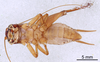 CollectionObject 1522870; 210fa7d1-de60-4840-9b0e-4a86127b0c23: Male, ventral view (holotype of Modicogryllus pacificus). (CollectionObject).