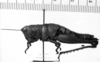 CollectionObject 1530137; aadd7f97-5494-47e3-9da8-db7978c88f49: Image Carbonell, C.S. female, lateral view (holotype). (CollectionObject).