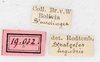 CollectionObject 1560955; NMW 154', a7804018-a12b-44a7-9355-1e5635a04b99: copyright NMW, Vienna. male, data labels (syntype). (CollectionObject).