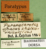 CollectionObject 1502662; c531e53b-88f5-4b00-8a91-e06e475acdc6: labels (paratype). (CollectionObject).