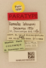 CollectionObject 2077587; 577eda87-e721-4890-963a-c807bb295da6, NHMUK016032830: Phryganomastax lehmanni (Descamps, 1971). Phryganomastax lehmanni (Descamps, 1971). (CollectionObject).