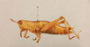 CollectionObject 1518979; d2912ee7-2c44-4ee7-ac3f-4f9af7add162, NHMUK015105297: female, lateral view (holotype of Tarbaleus gracilis). (CollectionObject).