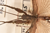 CollectionObject 1561351; 5bb91549-42e0-493b-ad8a-35ec29170b34: copyright UMO. male: head & thorax, dorsal view (holotype). (CollectionObject).