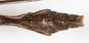 CollectionObject 1591711; NMW 74''', 1c314021-b4ad-42f9-b9a6-2f3e3535509e: copyright NMW. male: end of abdomen, dorsal view (lectotype). (CollectionObject).
