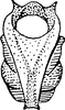 Aedeagus, ventral view: !! display not done !! on Limotettix (Limotettix) nigrax Medler, 1943: Aedeagus, ventral view. (Observation).