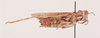 CollectionObject 2052747; 0b011f0f-4acb-4684-9379-d0ef4e608772, NHMUK015982411: female, lateral view (paratype). (CollectionObject).