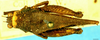 CollectionObject 1581985; 21f07d66-5beb-4de4-b0bf-4a0f55afcc7f: female, dorsal view. (CollectionObject).