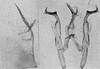 Other: !! display not done !! on Eratoneura accola (McAtee, 1920): Pygofer lobe, aedeagus, connective, and styli. (Observation).