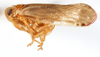 Habitus, lateral view: !! display not done !! on Omolicna texana (Caldwell, 1944): (Observation).