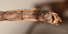 CollectionObject 1561450; ac9e5101-162e-42de-9203-aab5b6fa1168: copyright OUMNH. male: end of abdomen, ventral view (holotype). (CollectionObject).
