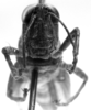 CollectionObject 1533443; e39981c4-e1cd-463d-89dd-f7d6de6774fc: Image Carbonell, C.S. female, frontal view (holotype). (CollectionObject).