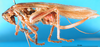 CollectionObject 1500188; d75f4c00-5e84-494e-af7d-a56c20d99ec9, MfN 5064: female, lateral view (holotype). (CollectionObject).