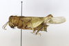 CollectionObject 1528635; 03645ccc-7e0d-4e74-bf05-951f0434f448: female, lateral view (holotype). (CollectionObject).