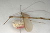 CollectionObject 1557367; NMW 800, b671ebeb-affd-47db-9ccb-ee1494a0917a: copyright NMW, Vienna. male, lateral view (holotype). (CollectionObject).