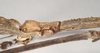 CollectionObject 1561041; NHMUK(SF IMPORT DUPLICATE) 844544, 33cfc6b9-5173-463a-8c4d-1bf9121caaa1: copyright Natural History Museum, London. female: head, lateral view (paratype). (CollectionObject).