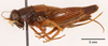 CollectionObject 1585739; ecb20c94-79bf-40de-81f4-da8ad6265605: female, lateral view (allotype). (CollectionObject).