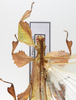 CollectionObject 1600493; ab76dd69-e627-4e2d-beac-137325cdaa4b: collection/copyright Frank Hennemann. male: head & thorax, dorsal view (paratype). (CollectionObject).
