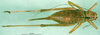 CollectionObject 1502419; 4e1c5f15-19b8-4cce-8bd7-9412c48b2d3a, DORSA BT000219S02: female, dorsal view (paralectotype of Isophya fusconotata). (CollectionObject).